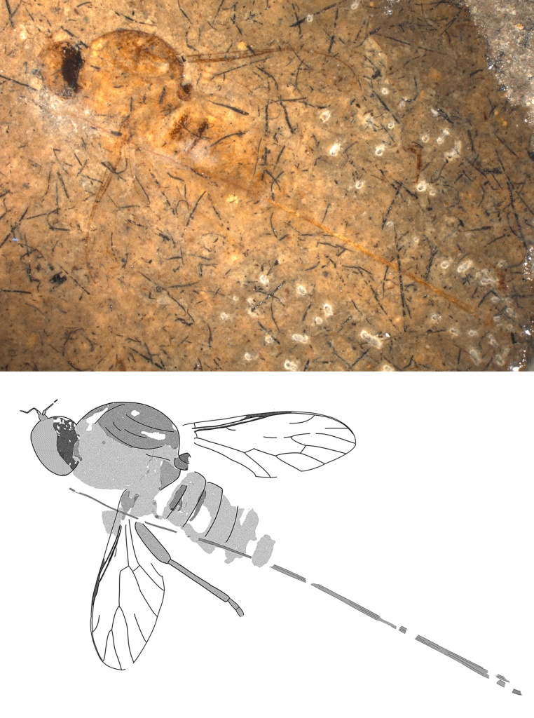 Фотография и прорисовка мухи-шаровки Archocyrtus kovalevi из верхней юры Казахстана