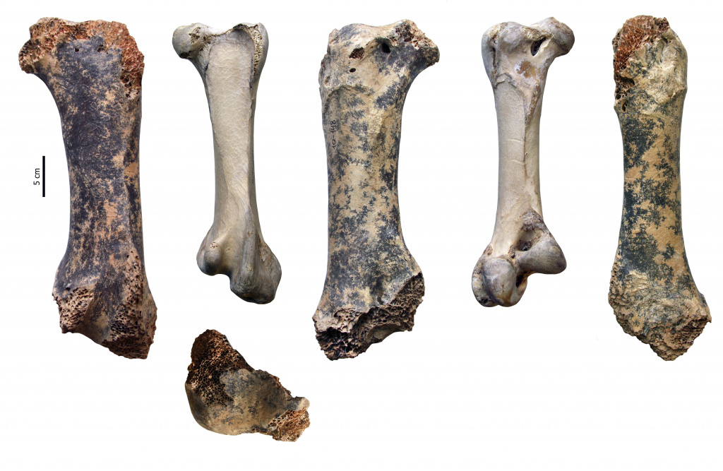 Бедренная кость Pachystruthio в сравнении с таковой современного африканского страуса (разные ракурсы)