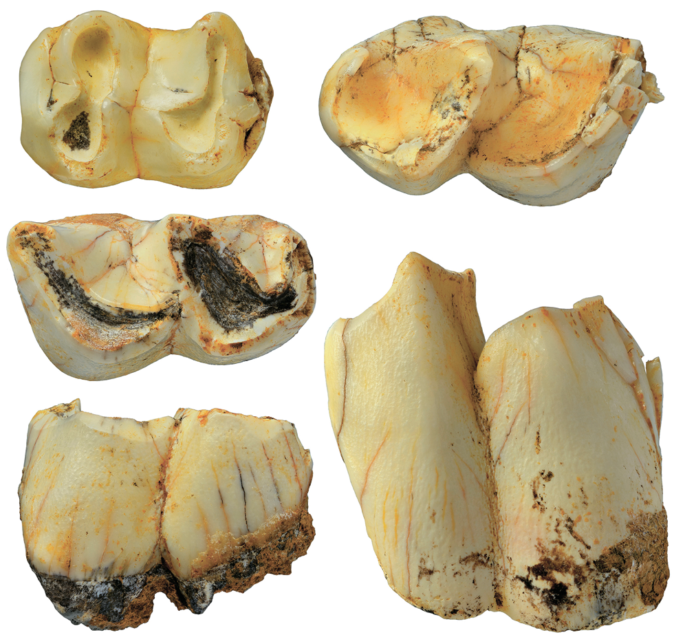 Зубы непарнокопытных (вверху слева – чепрачный тапир Tapirus indicus, остальные изображения – суматранский носорог Dicerorhinus sumatrensis) из пещеры Лангчанг, Вьетнам, сборы 2020 г. 