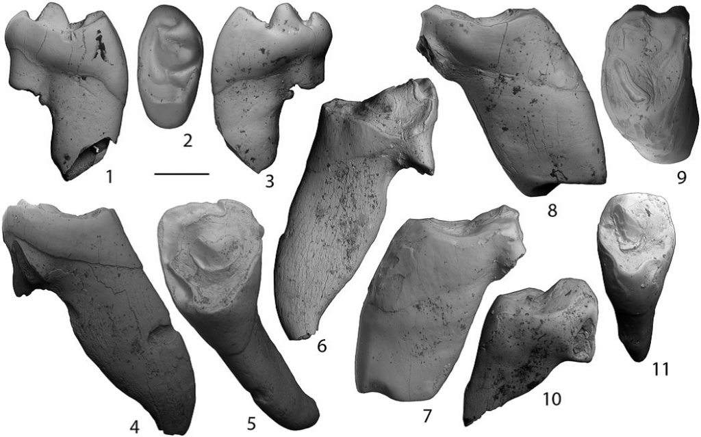 Верхние зубы Arnebolagus leporinus. Масштабная линейка 1 мм. 