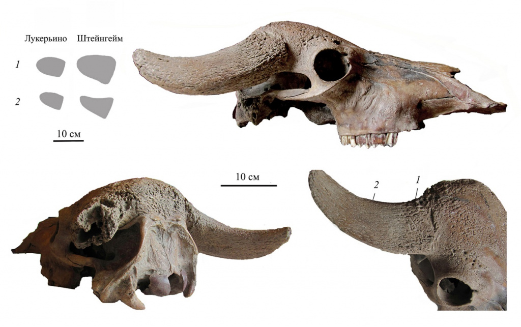 Череп европейского буйвола Bubalus murrensis из Лукерьино, Московская область. 