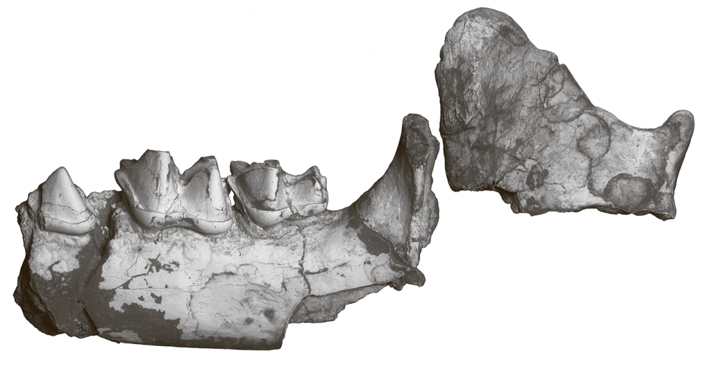 Фрагмент нижнечелюстной кости большого кожана Ia io из пещеры Лангчанг, Вьетнам, сборы 2020 г. 