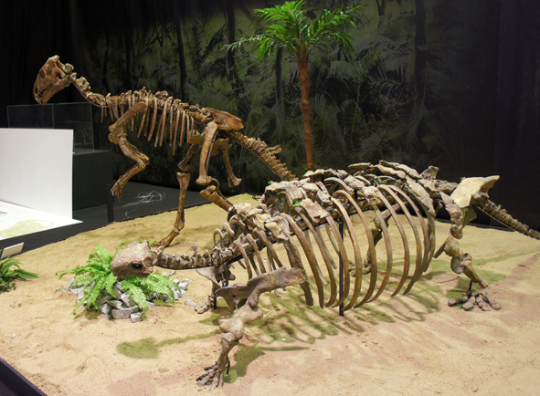 Пробактрозавр и таларур