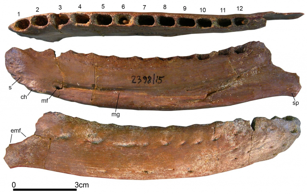 Kansaignathus sogdianus Averianov et Lopatin, 2021, голотип ПИН, № 2398/15, правая зубная кость, вид сверху, с лингвальной и лабиальной сторон (сверху вниз). Местонахождение Кансай, Таджикистан; яловачская свита, верхний мел (сантон). Цифрами 1–12 обозначены зубные альвеолы спереди назад.