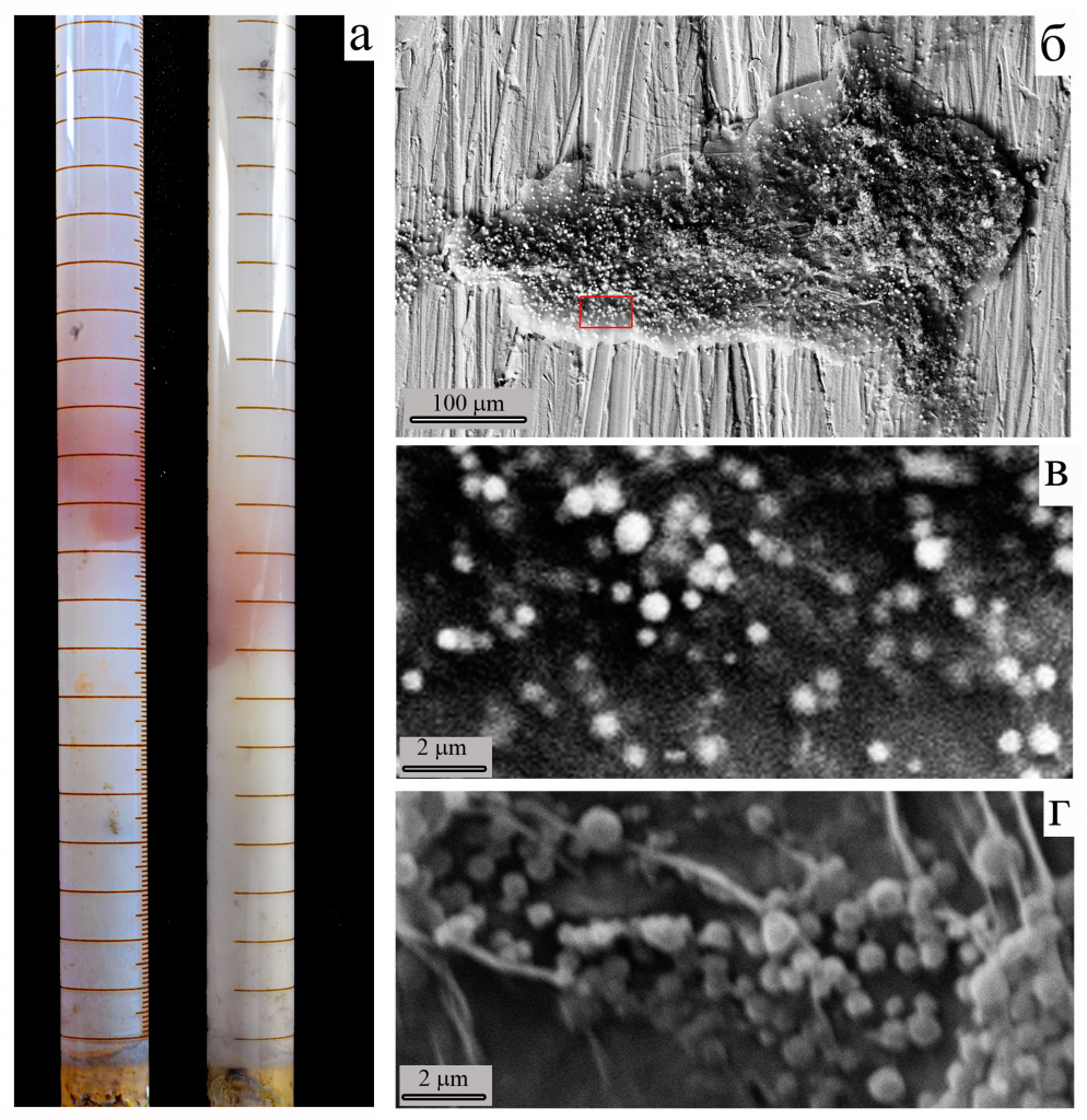 3.	Захоронение науплиев (личинок ) Artemia salina в монтмориллоните: а – общий вид пробирок (диаметр 1.5 см), слева – 5 лет, справа – 5 месяцев; б – микрофотография науплия из красного слоя в монтмориллоните после пятикратной отмывки дистиллированной водой; науплий весь покрыт мелкими железо-серными микросферами (СЭМ); в – увеличенный фрагмент из (б); г – железо-серные микросферы разного размера на науплиях из эксперимента с шамозитом.