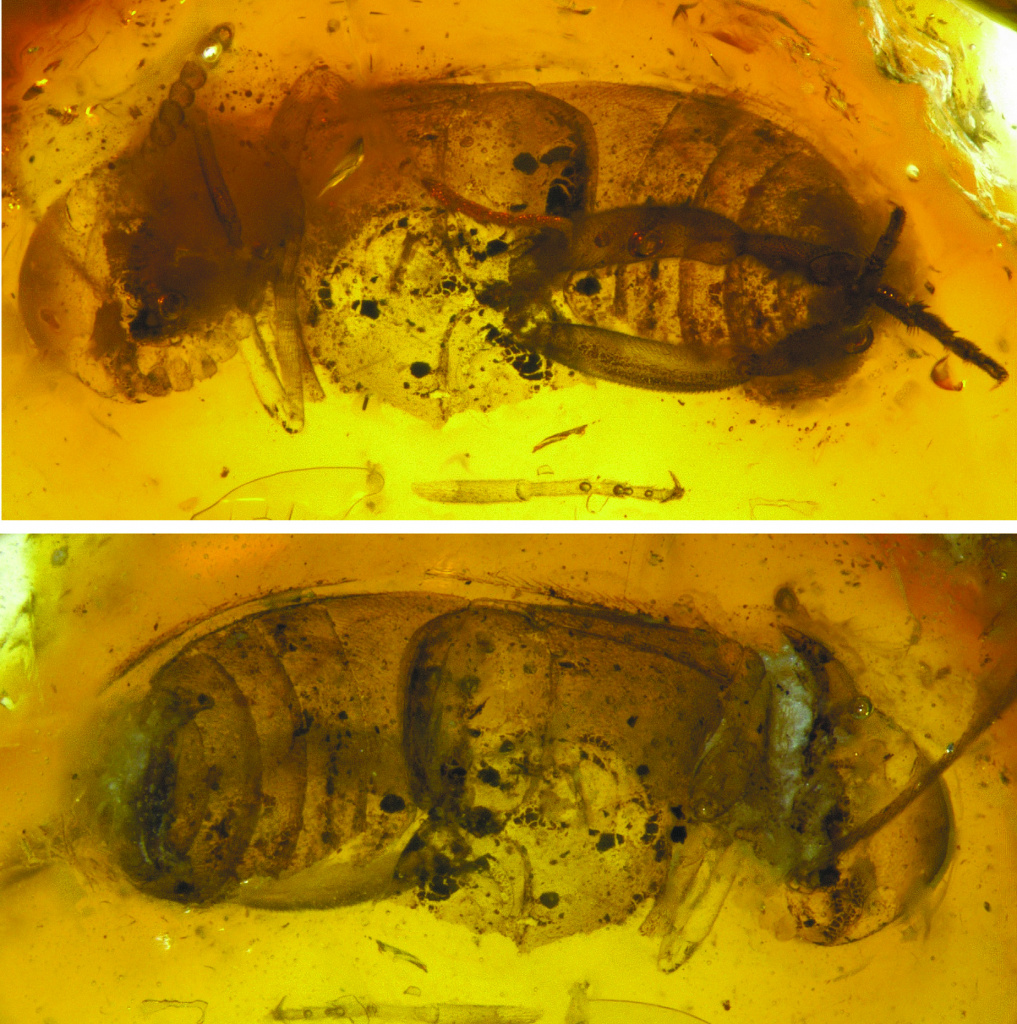 В якутском янтаре впервые обнаружен древний жук
