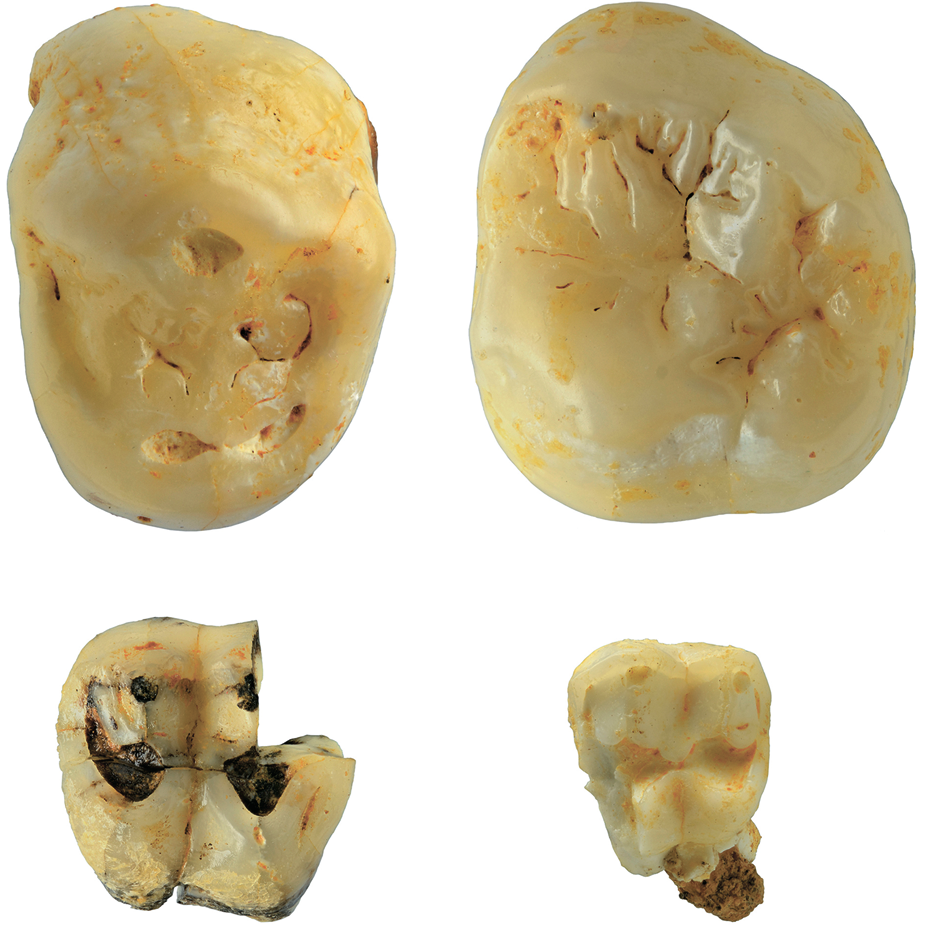 Зубы обезьян (вверху – орангутан Pongo sp., внизу макаки: слева – Macaca cf. nemestrina, справа – Macaca sp.) из пещеры Лангчанг, Вьетнам, сборы 2020 г. 