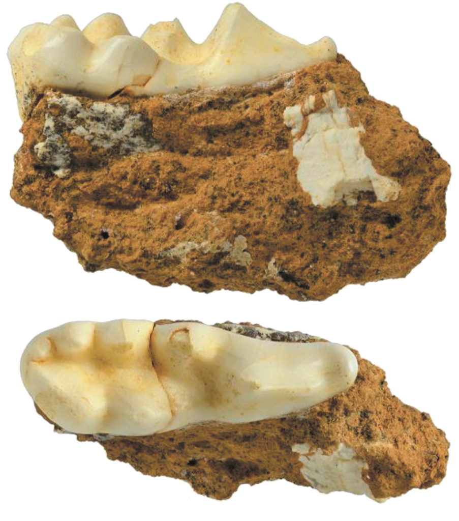 Хищнический зуб большого свиного барсука Arctonyx collaris rostratus из пещеры Лангчанг, Вьетнам, сборы 2020 г. 