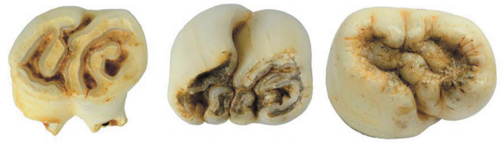 Зубы дикобраза Hystrix kiangsenensis из пещеры Лангчанг, Вьетнам, сборы 2020 г.