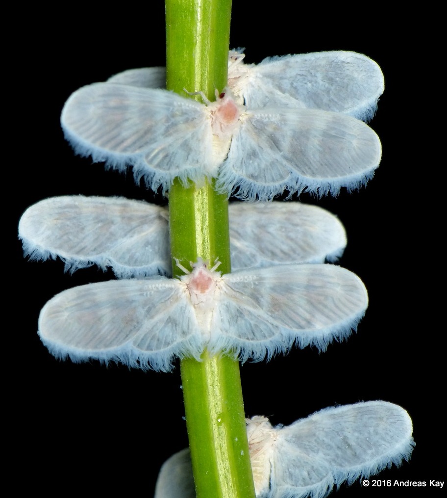 Современные дербиды Mysidia sp.?, Эквадор (фото Andreas Kay, Creative Commons license)