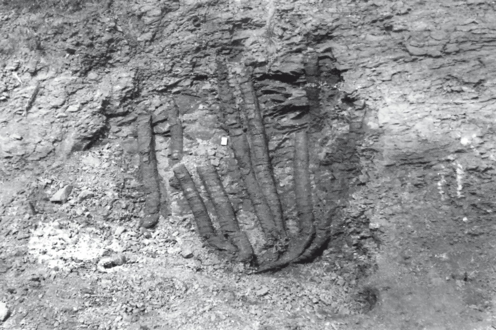 Стволы хвощей Equisetites arenaceus, захоронные в прижизненном положении, местонахождение Лысов, Южное Приуралье (фото В.П. Твердохлебова)
