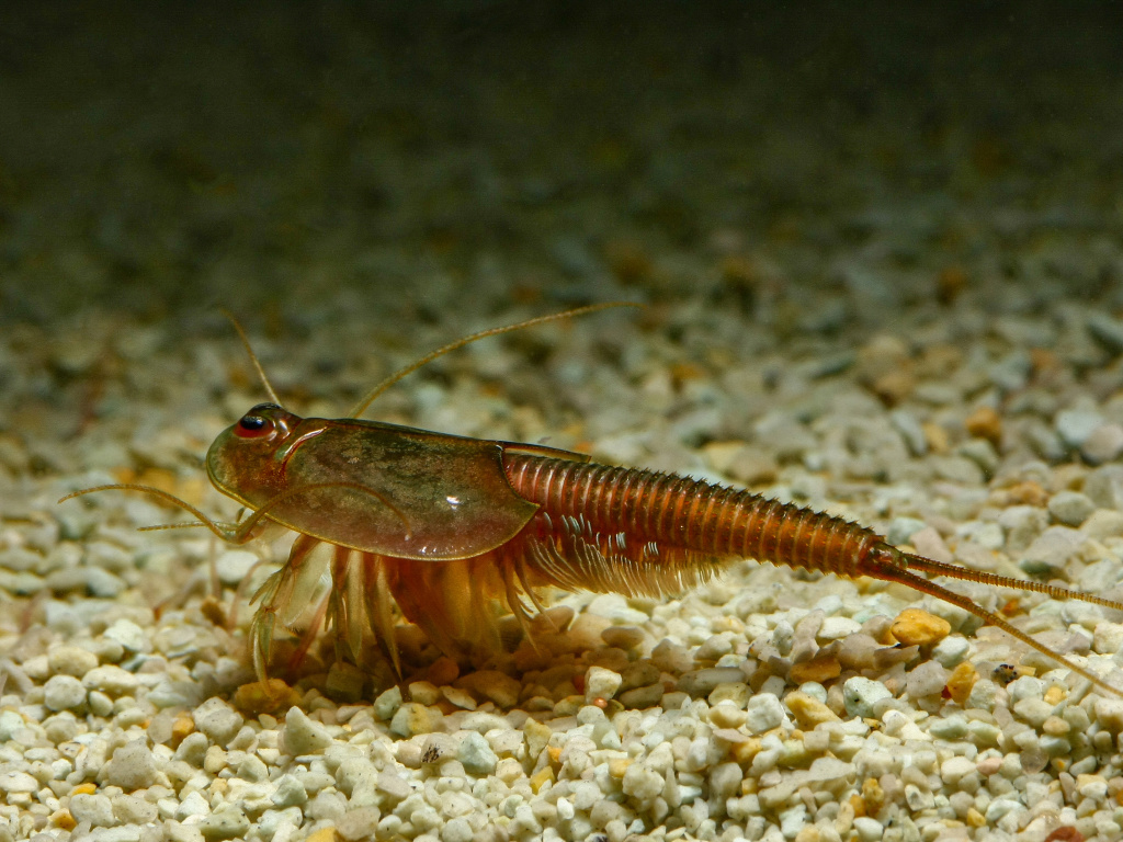 Triops-granarius_IMG_7469.jpg