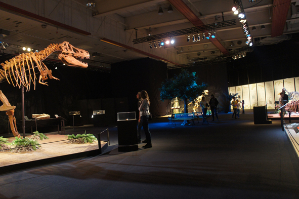 Экспозиционный зал выставки "Dinosaurium" 