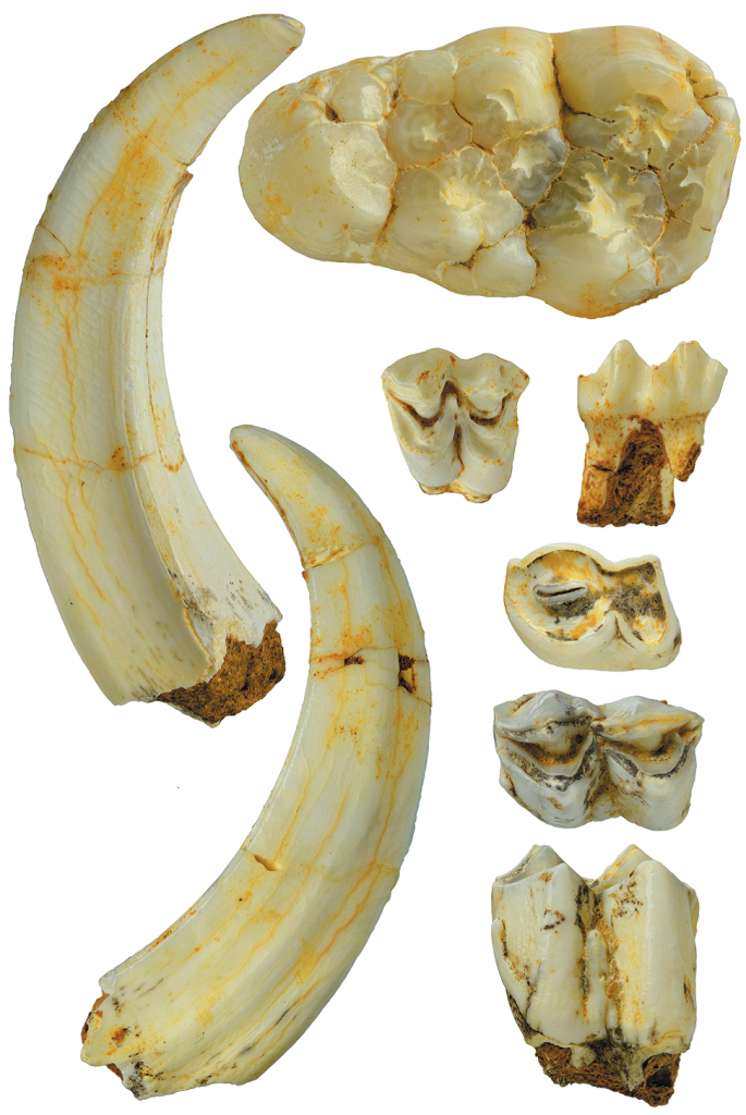 Зубы парнокопытных (слева и вверху – бородатая свинья Sus barbatus, справа: второй ряд – малый канчиль Tragulus kanchil, третий ряд – водяной олень Hydropotes inermis, внизу – свиной олень Axis porcinus) из пещеры Лангчанг, Вьетнам, сборы 2020 г. 