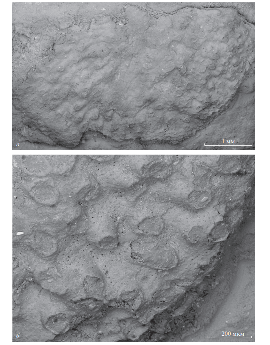 1.	Электронная микрофотография колоний нового вида мшанок Reptomultisparsa stratosa