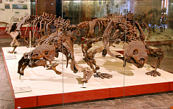 Скелеты парейазавров в зале позднего палеозоя в Музее на Теплом Стане в Москве